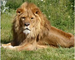 African lion - Kali
