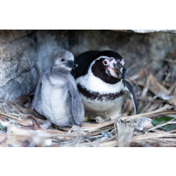 Penguin  Adoption Pack