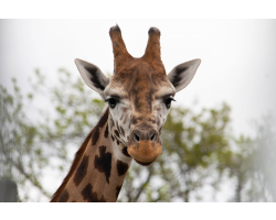 Giraffe Adoption
