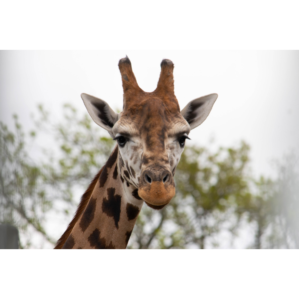 Family Giraffe Adoption