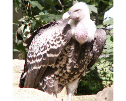Rueppells griffon vulture - Kudzie (female)