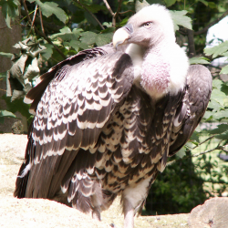 Rueppells griffon vulture - Kudzie (female)