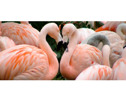 Flamingo Adoption Pack