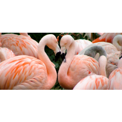 Flamingo Adoption Pack