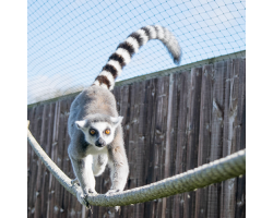Lemur Adoption