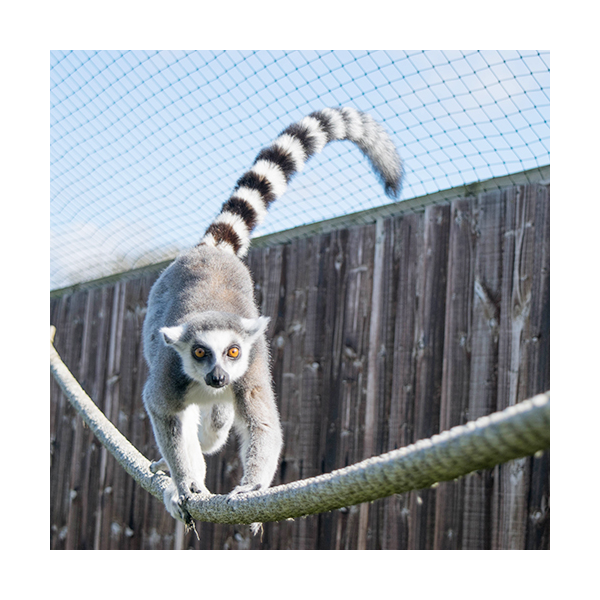 Lemur Adoption