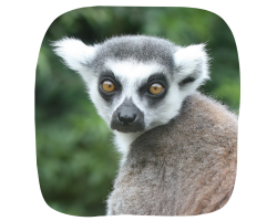 Lemur Junior Adoption
