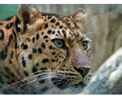 Adopt an Amur Leopard