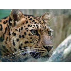 Adopt an Amur Leopard