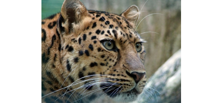 Adopt an Amur Leopard