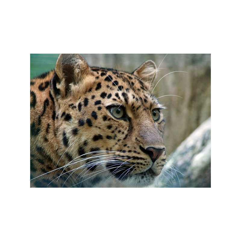 Adopt an Amur Leopard