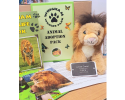 Lion Adoption Gift Box (inc. delivery)