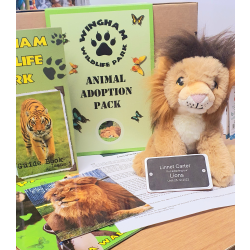 Lion Adoption Gift Box (inc. delivery)