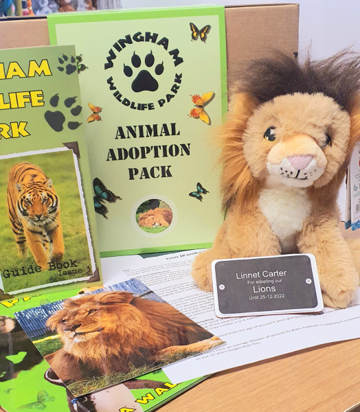 Lion Adoption Gift Box (inc. delivery)