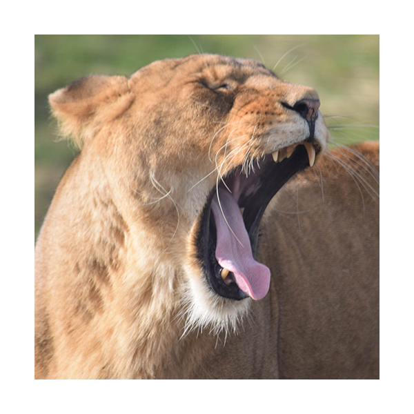 Lion Adoption