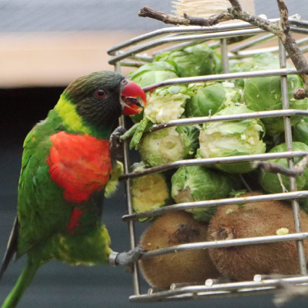 DONATION for the birds and animals