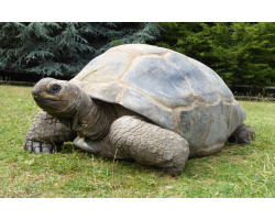 Aldabra giant tortoise - Luke (female)