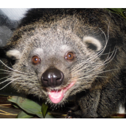 Binturong - Lulu (female)