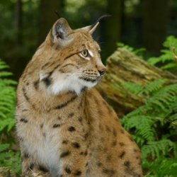 Adopt a Chain of Lynx for a Child (Under 16)