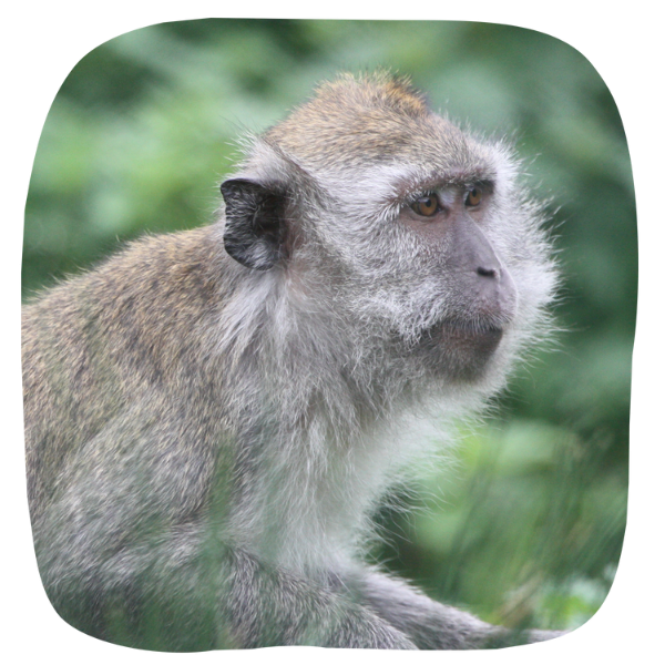 Crab Eating Macaques Adoption crab-eating-macaques-adoption