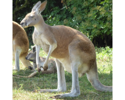 Red kangaroo - Madge