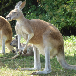 Red kangaroo - Madge