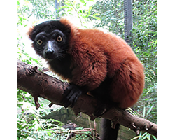 Red ruffed lemur - Maffy
