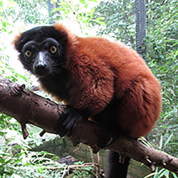 Red ruffed lemur - Maffy