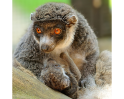 Mongoose lemur - Maggie