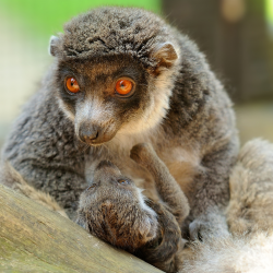 Mongoose lemur - Maggie