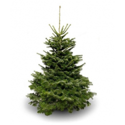 Nordmann Fir 5ft 2025