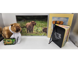 Cinnamon the Capybara Adoption Package