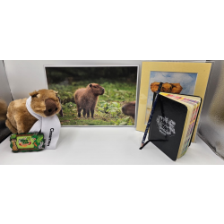 Cinnamon the Capybara Adoption Package