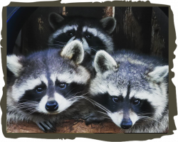 Raccoon Adoption package