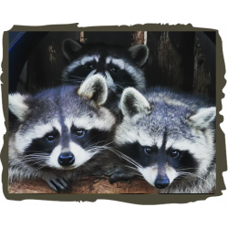 Raccoon Adoption package