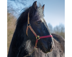 Grace - Dales Pony