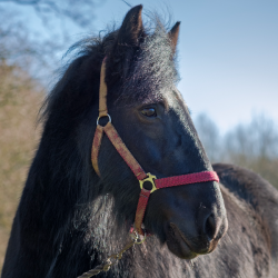 Grace - Dales Pony