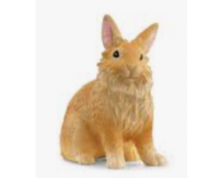 Lionhead Rabbit