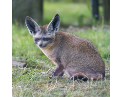 Bat-eared Fox