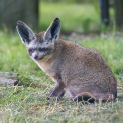 Bat-eared Fox