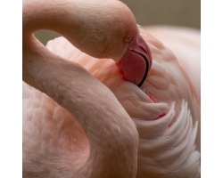 Greater Flamingo