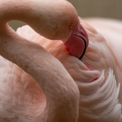 Greater Flamingo