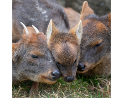 Southern Pudu