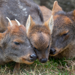 Southern Pudu