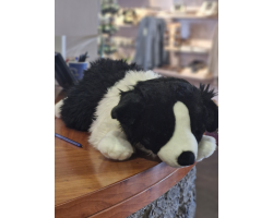 Large border Collie