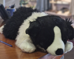 Large Border Collie