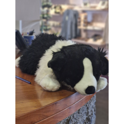 Large border Collie
