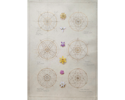 '… the flower, the love, the word.' Kathleen Raine. Geometry Analysis of Six Wild British Flowers B by Laura Taylor