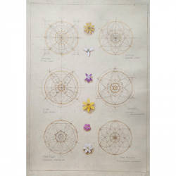 '… the flower, the love, the word.' Kathleen Raine. Geometry Analysis of Six Wild British Flowers B by Laura Taylor
