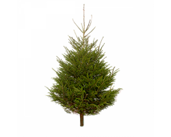 Norway Spruce 6ft 2025